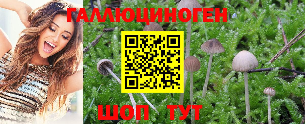 Псилоцибиновые грибы Cubensis Лянтор